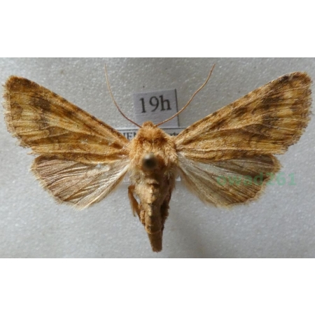 Conisania luteago (Denis & Schiffermüller, 1775) Czech19h